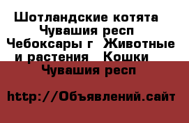 Шотландские котята - Чувашия респ., Чебоксары г. Животные и растения » Кошки   . Чувашия респ.